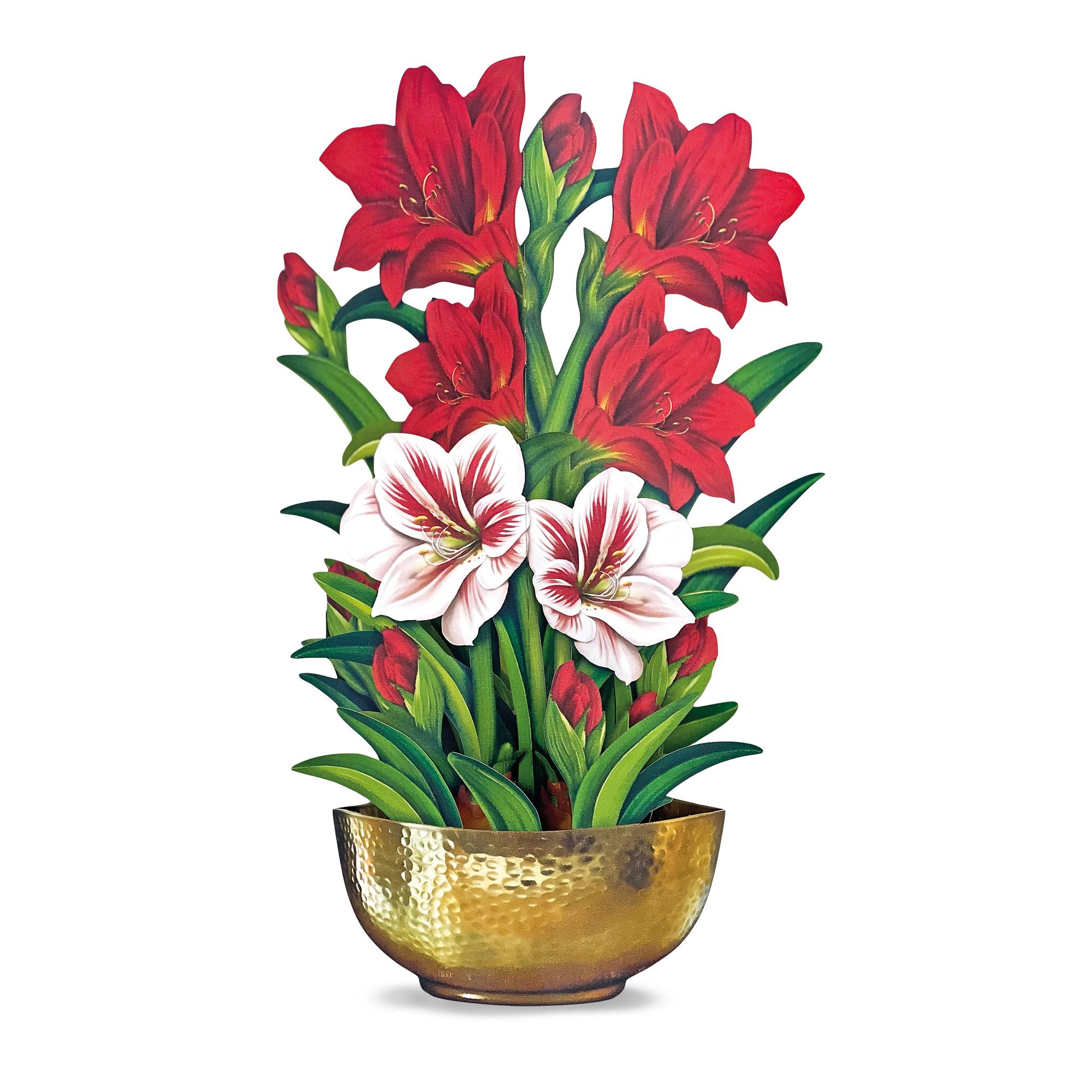 Birch Poinsettia and Amaryllis Pop-Up Cards - Signals Catalog