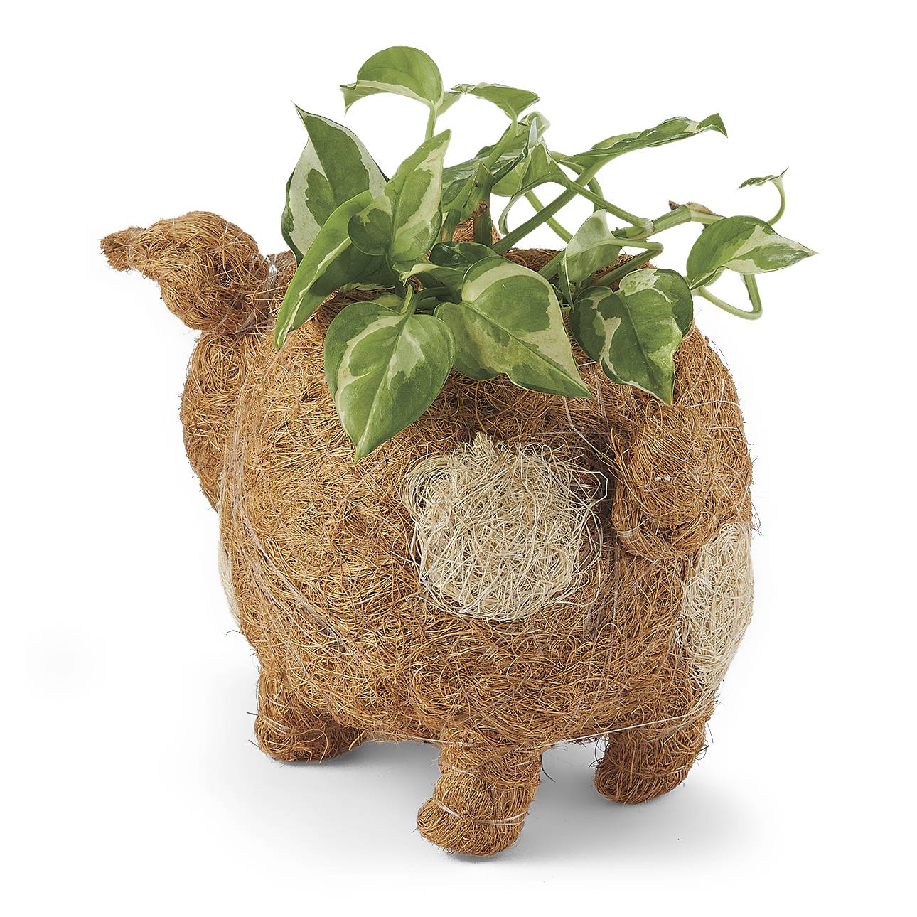 Natural Baby Pig Planter, Whimsical, Handmade Woven Wicker - Signals Catalog