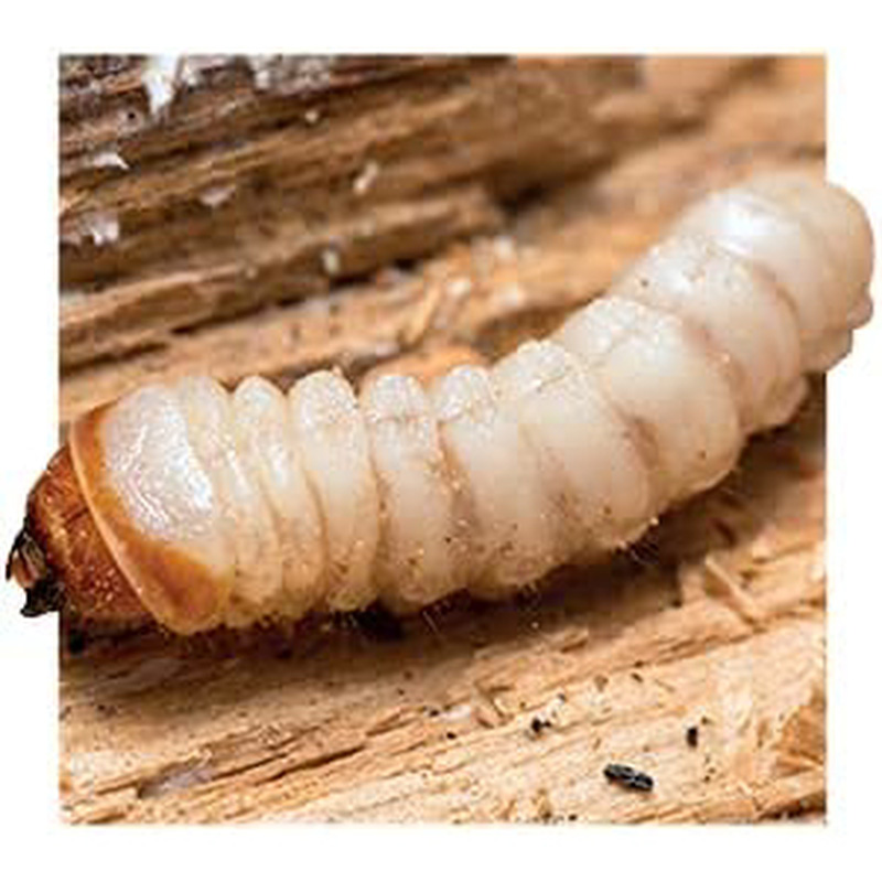 Soluguard Woodworm 5L