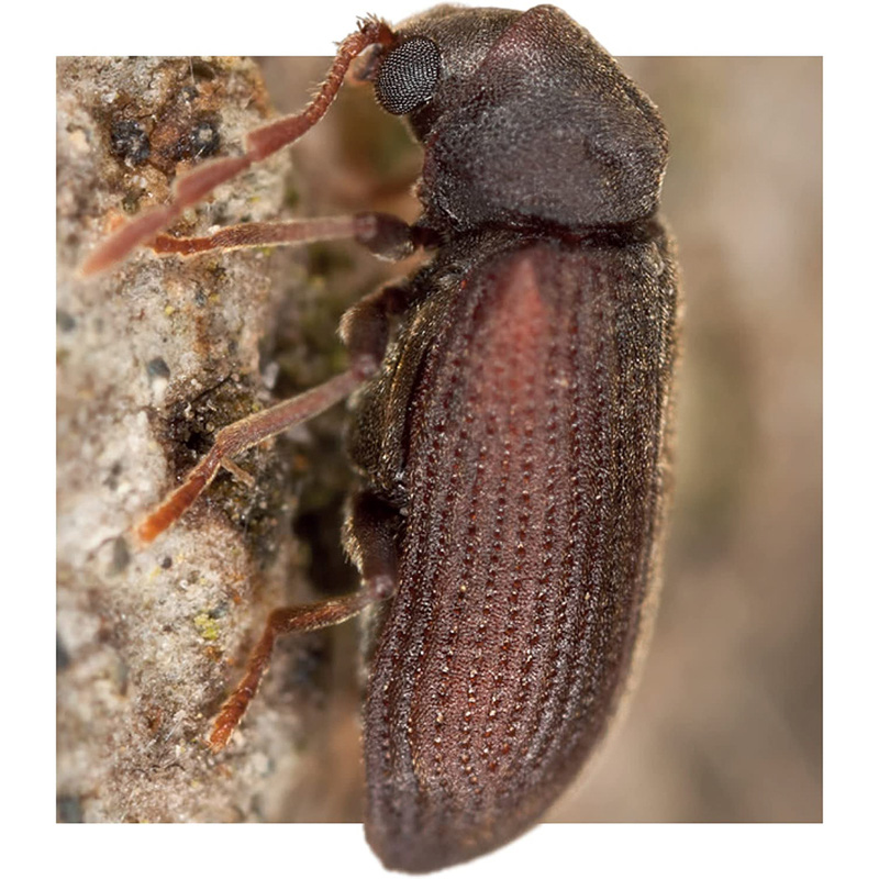 Soluguard Woodworm 500ml