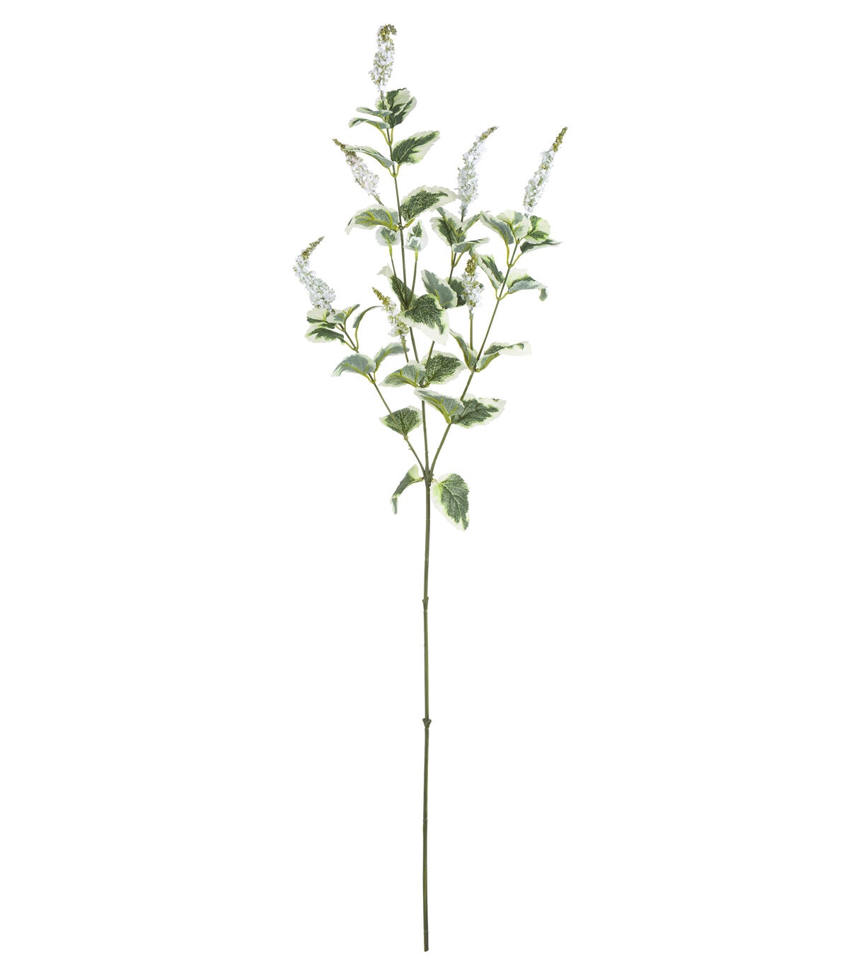 39 Coleus Flower & Leaf Stem by Bloom Room