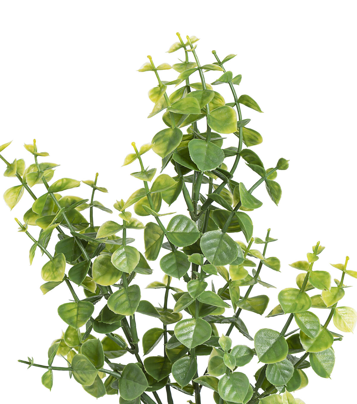 25 Plastic Ficus Stem by Bloom Room