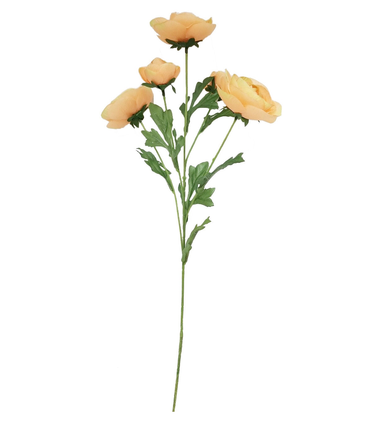 27 Peach Ranunculus Stem by Bloom Room