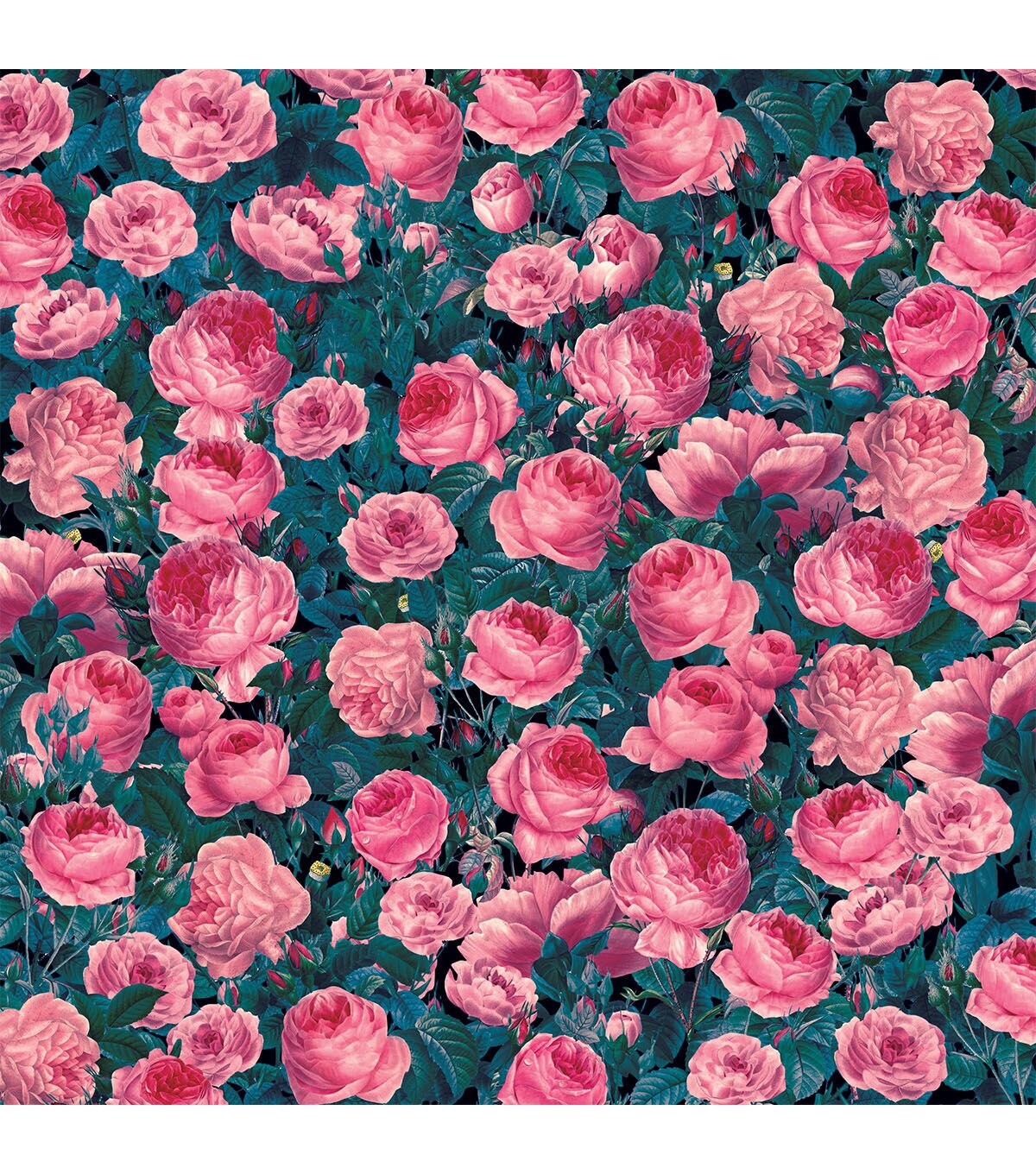 Cricut 12 x 12 Cabbage Rose Infusible Ink Transfer Sheets 2ct