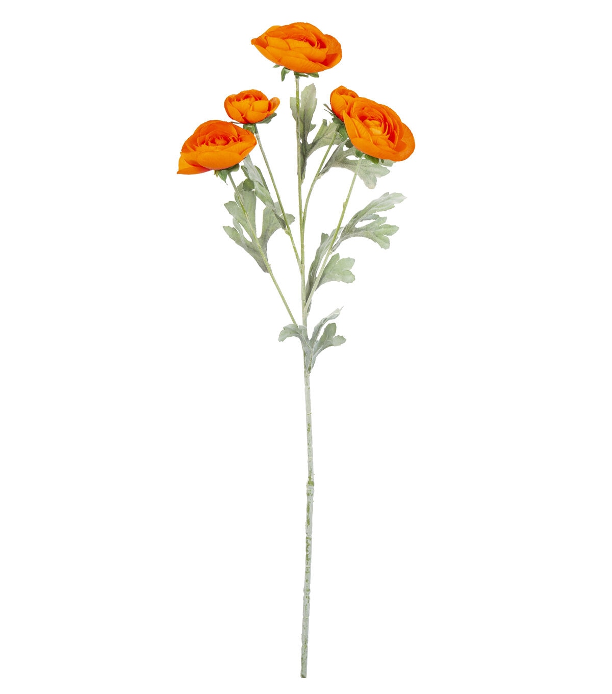27 Orange Ranunculus Stem by Bloom Room