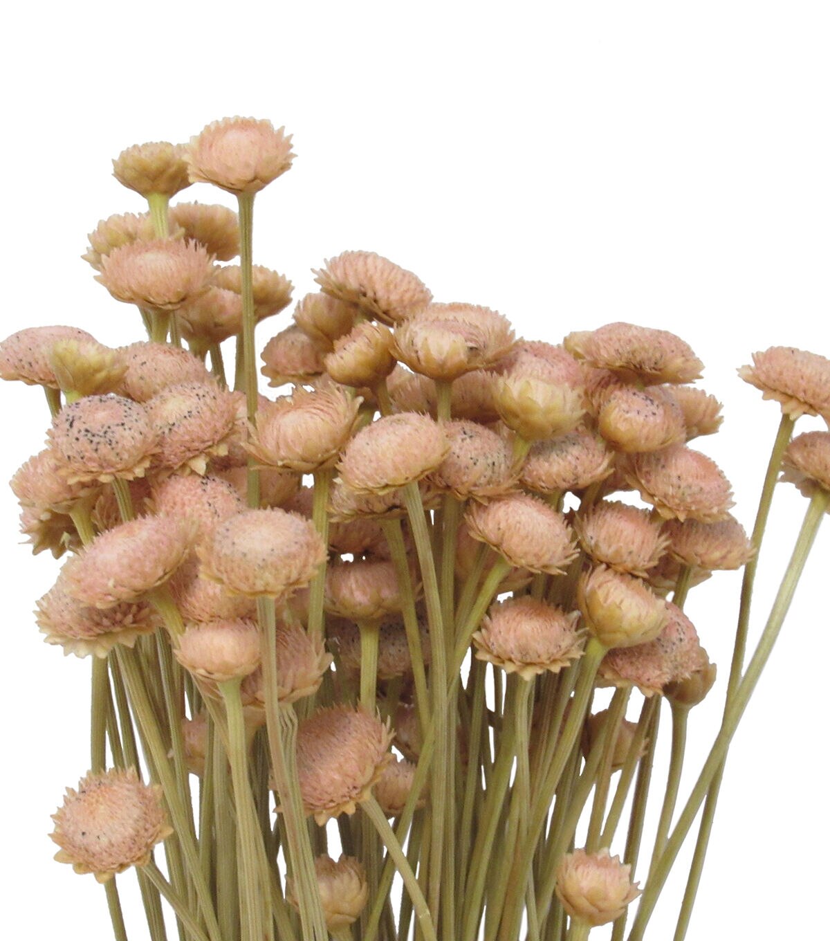 23 Mauve Dried Botao Bouquet by Bloom Room