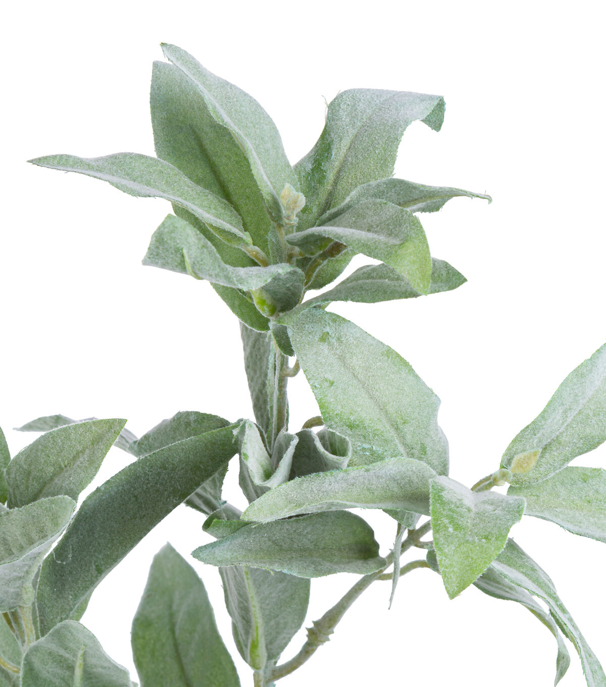 24 Green Dusty Miller Stem by Bloom Room