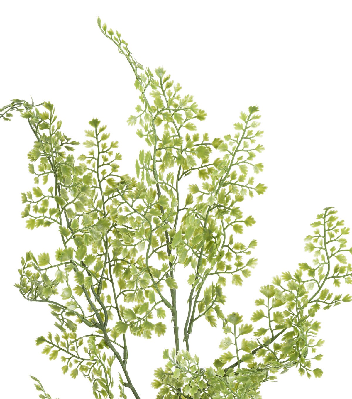 34 Maidenhair Fern Stem by Bloom Room