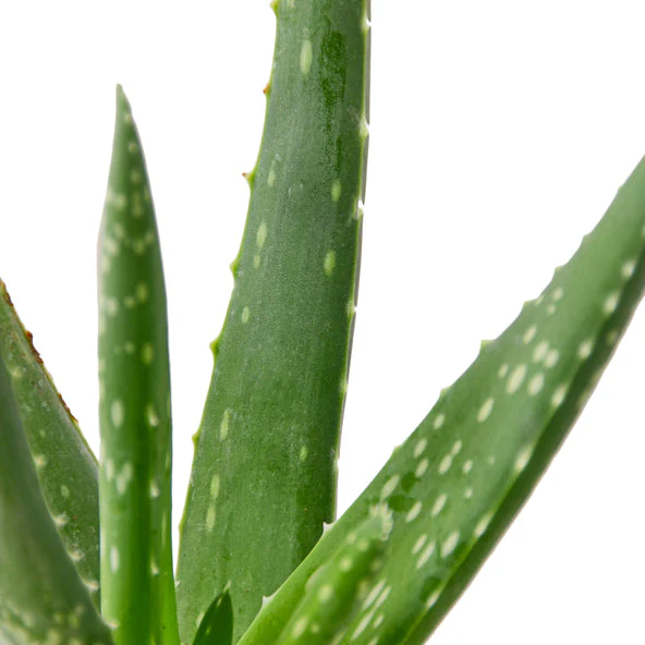 Aloe Vera Planta Verdadera de Aloe - Suculenta Medicinal para la Salud y el Bienestar