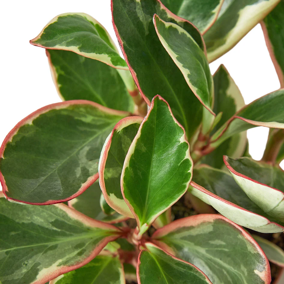 Peperomia - Ginny