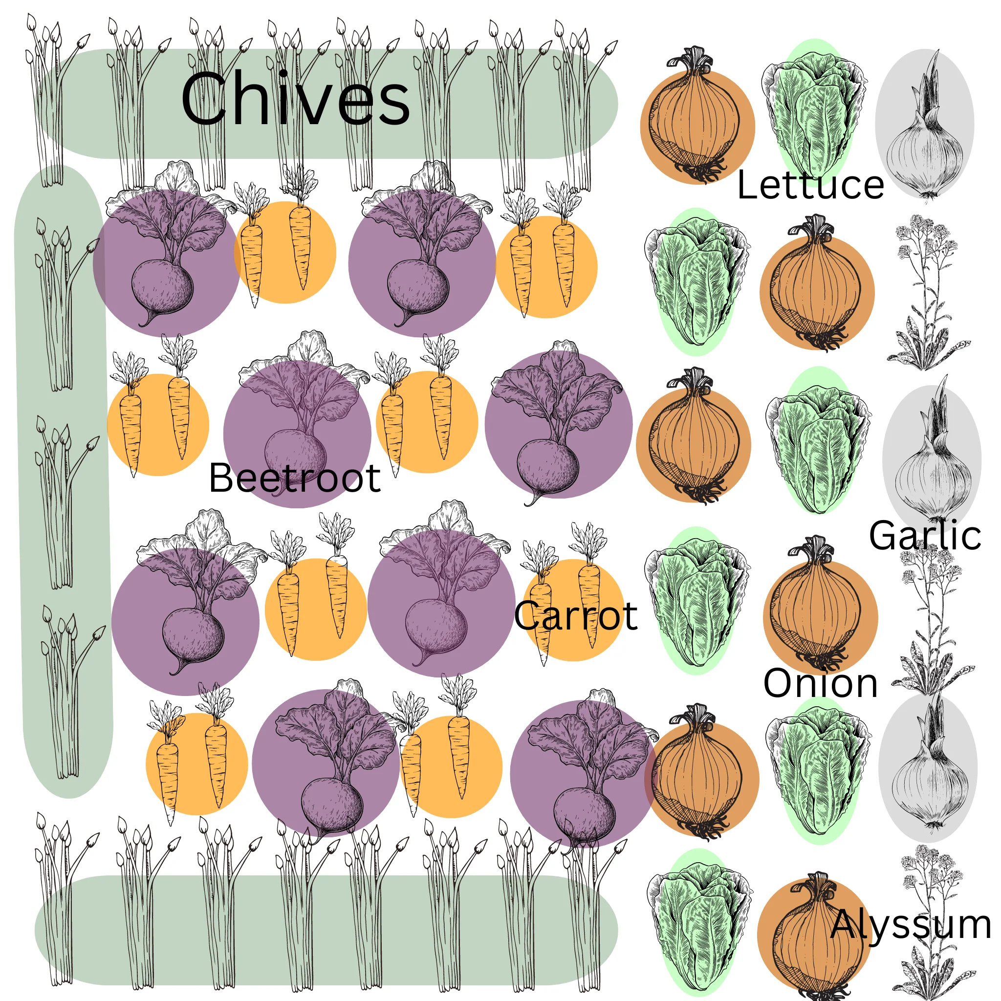Cool Season Companion Seed Mix - Roots and Lettuce