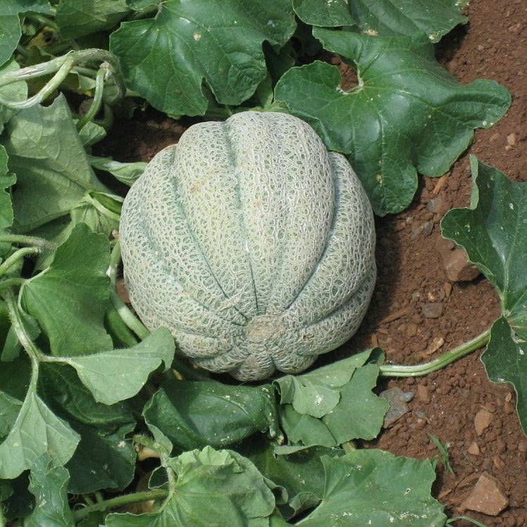 Rockmelon Heirloom Seeds