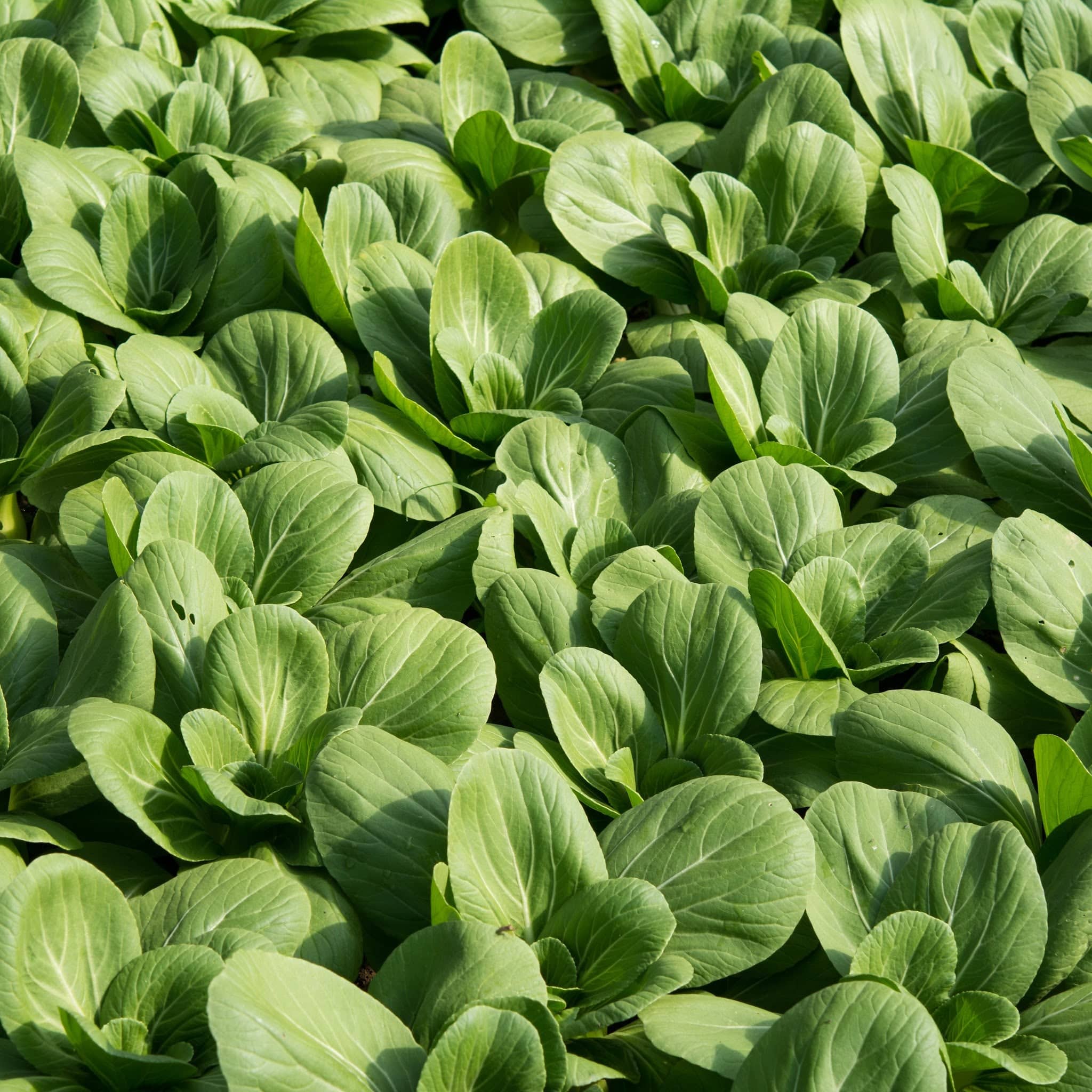 Bok Choy Heirloom Seeds
