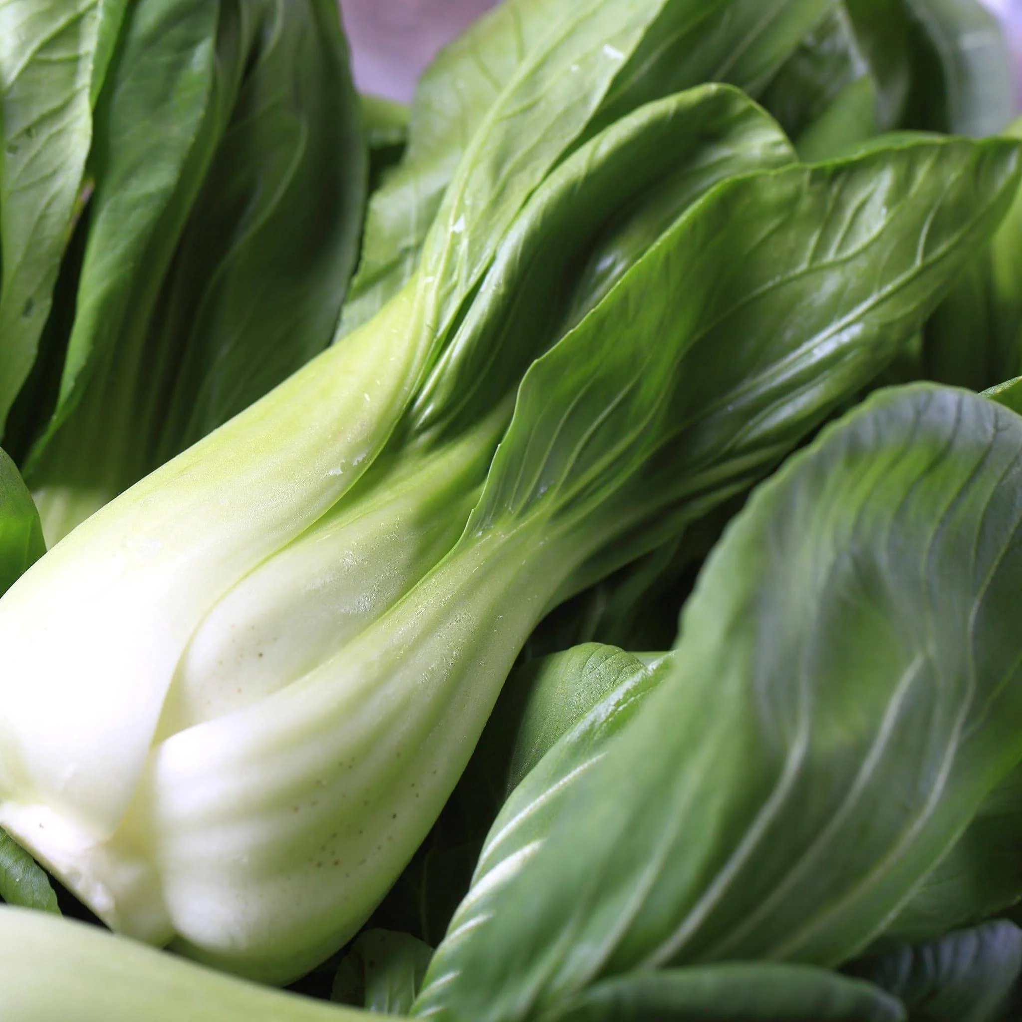 Bok Choy Heirloom Seeds