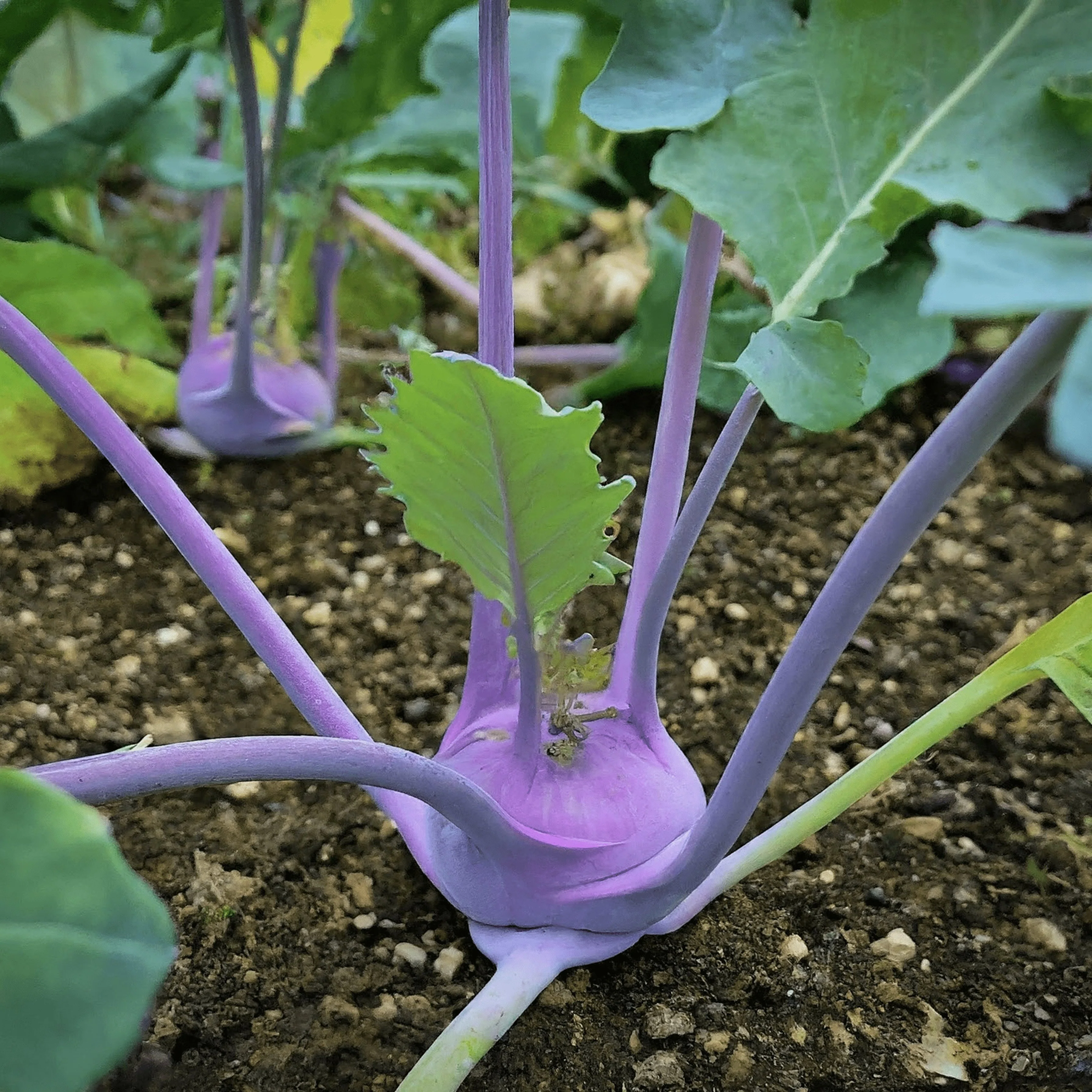 Kohl Rabi Purple Vienna