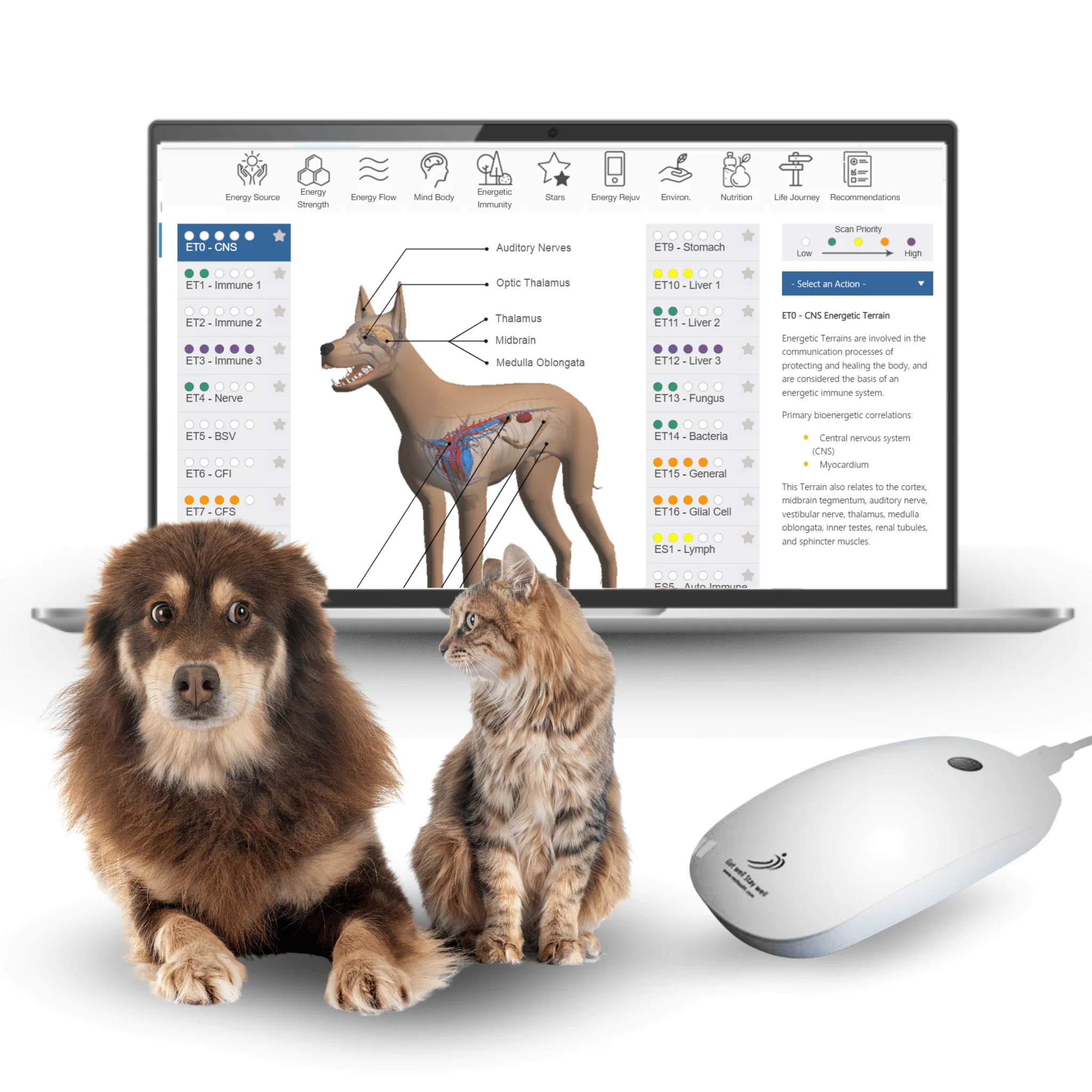 Remote Energetic Body Pet Scan and Report