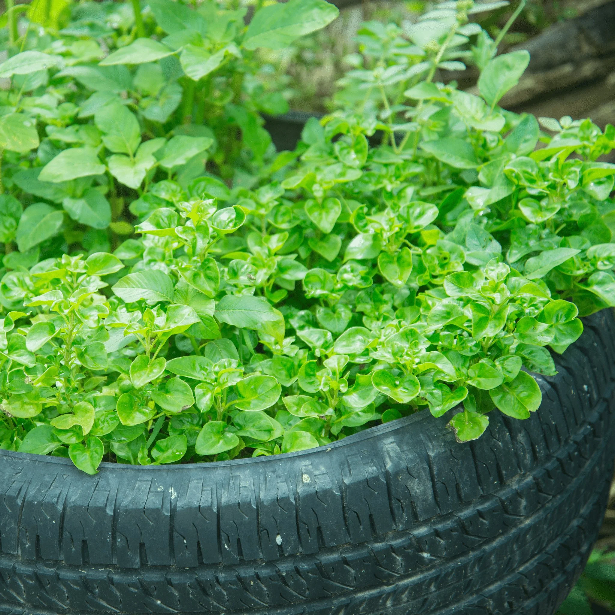 Watercress Heirloom Seeds