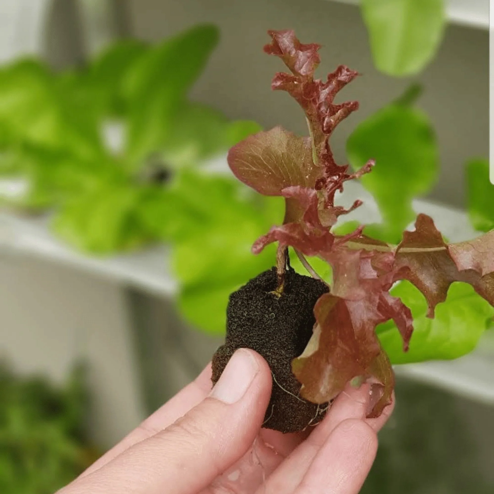 Hydroponic Grow Cubes