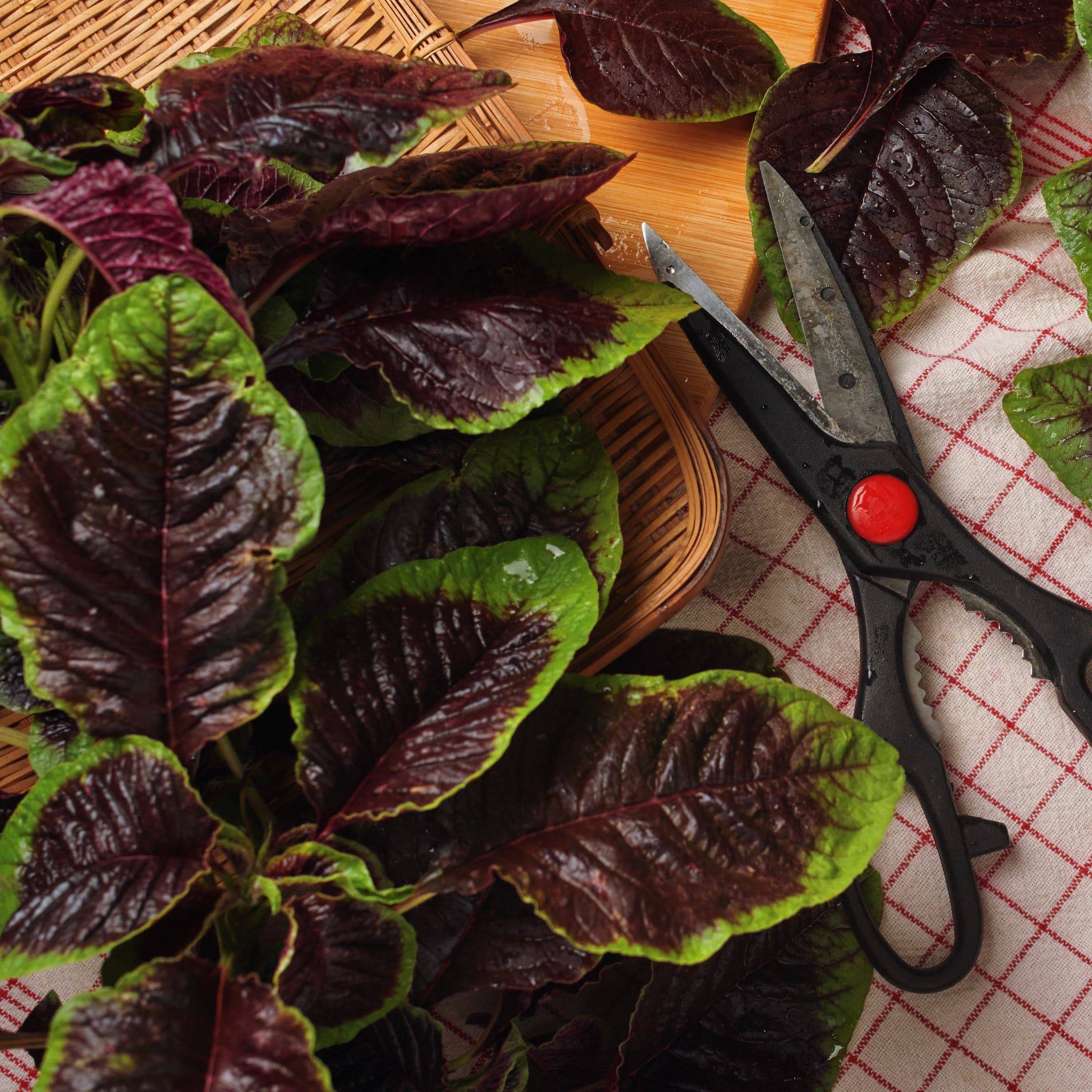Red Amaranth Heirloom Seeds