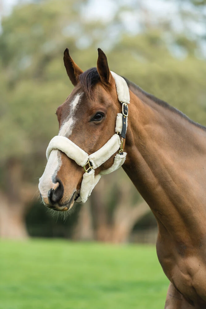 Travel Headcollar