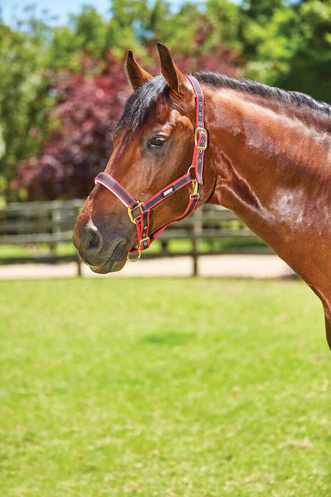 Padded Headcollar