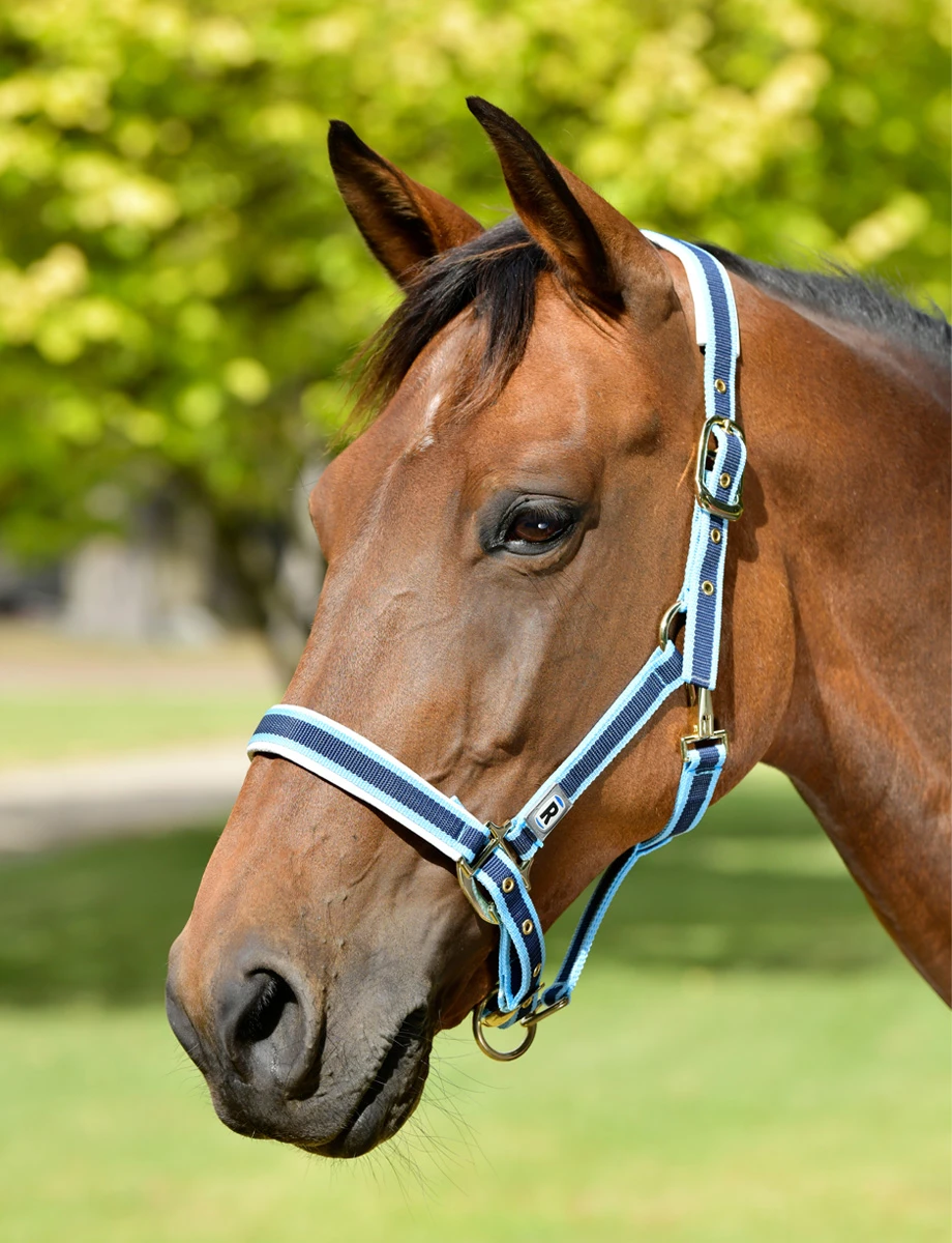 Padded Headcollar