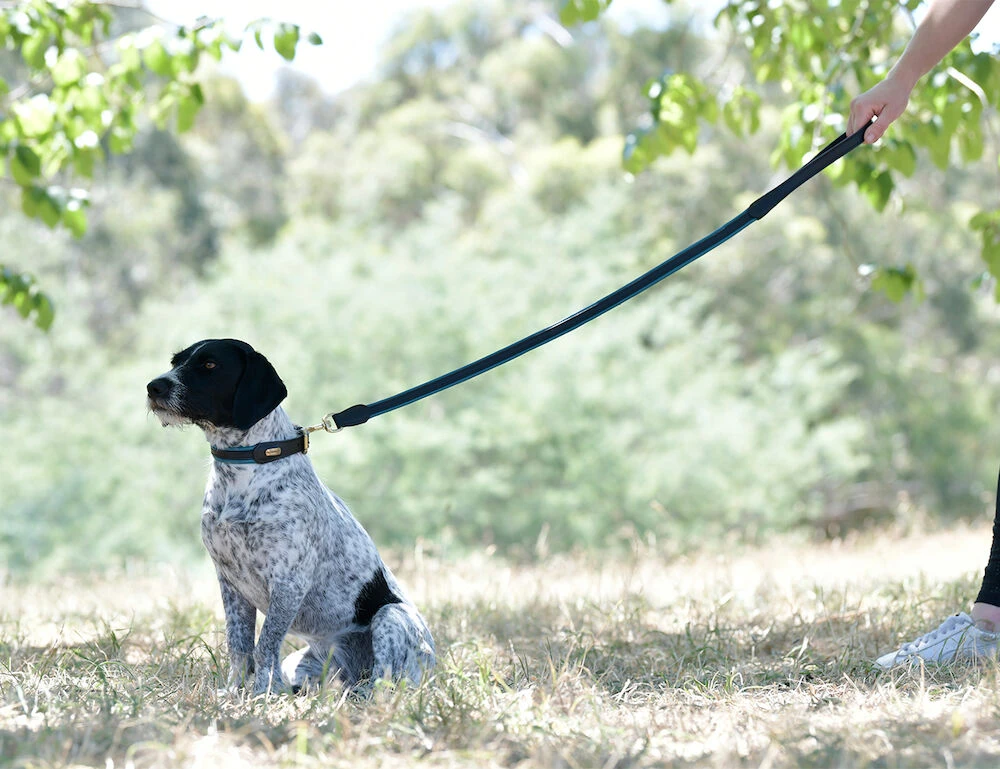 Padded Colour Leather Dog Lead