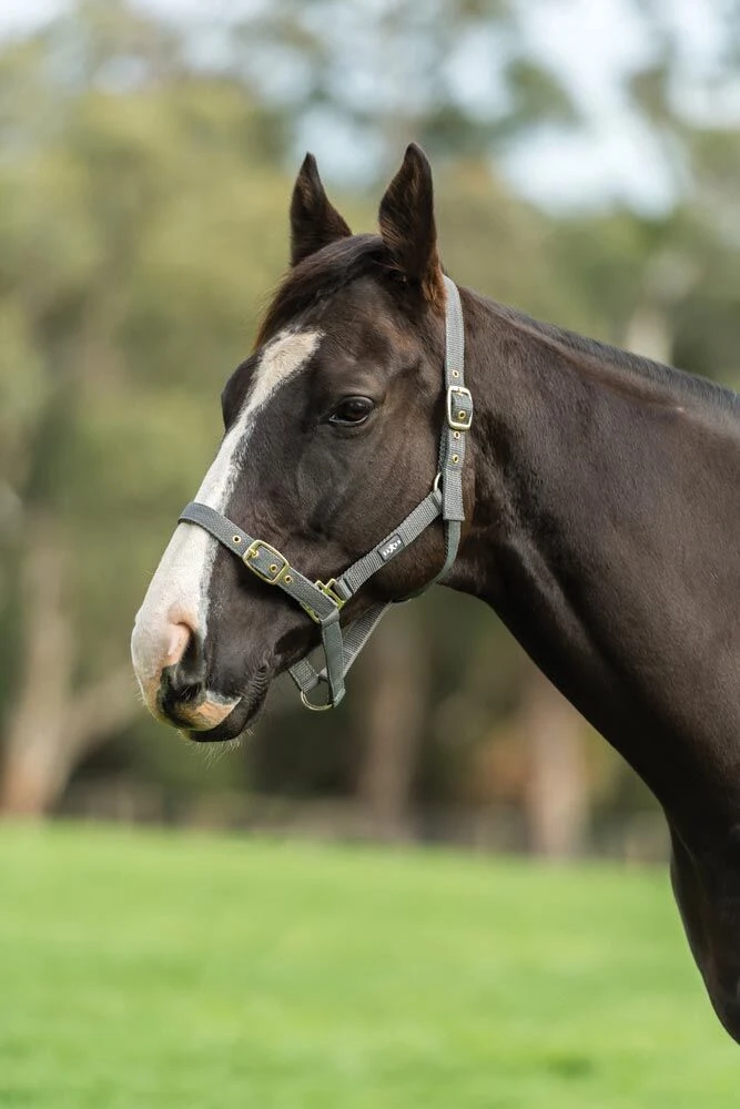 Nylon Brass Buckle Headcollar