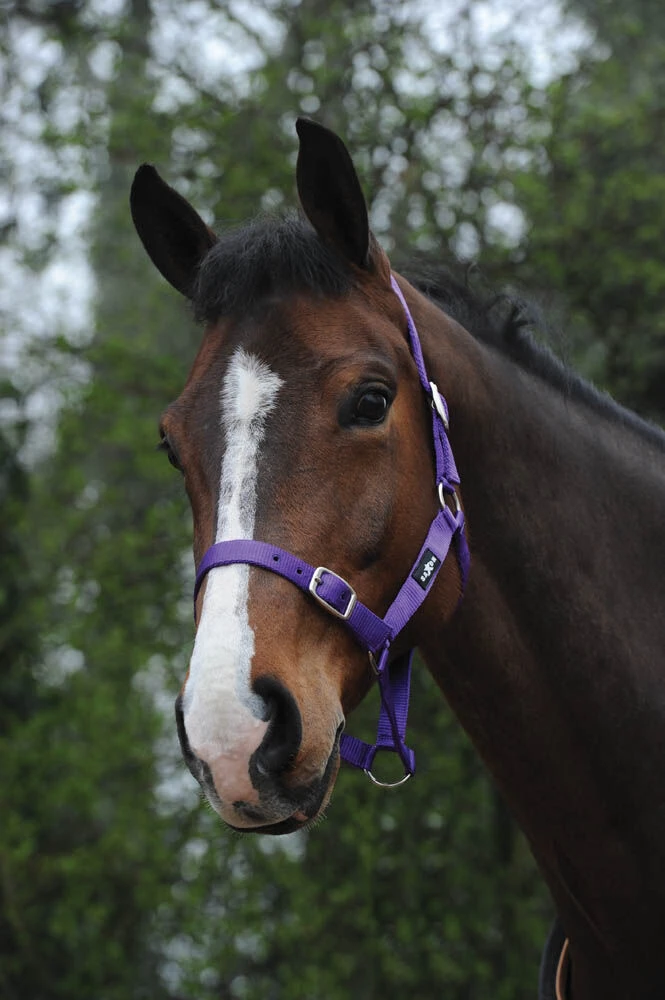 Buy Economy Headcollar Online - SAXON