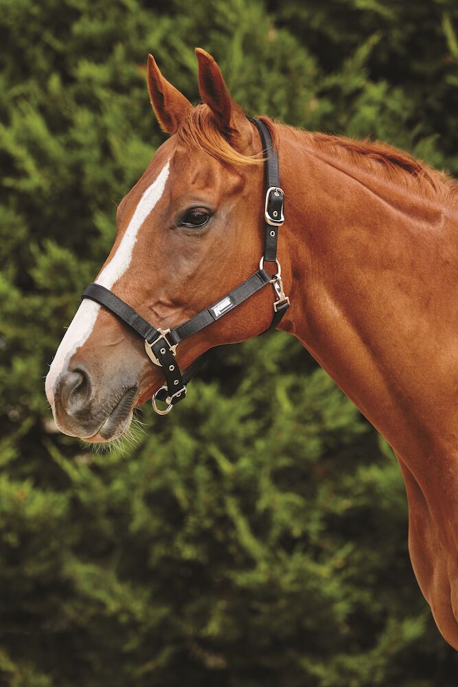 Fleece Trim Headcollar