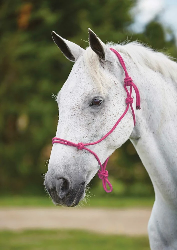 Nylon Rope Headcollar
