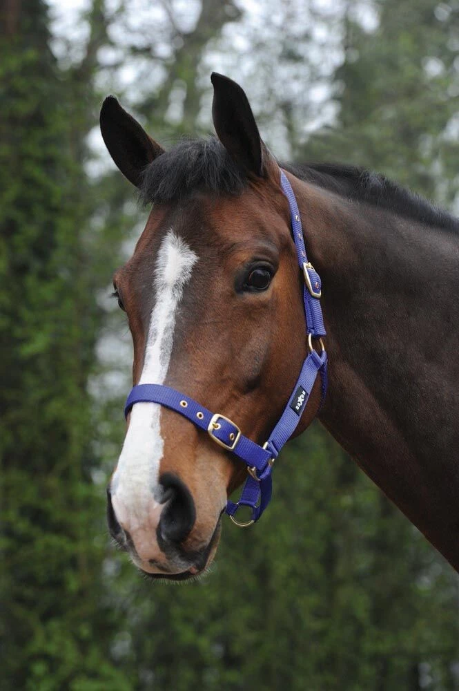 Nylon Brass Buckle Headcollar