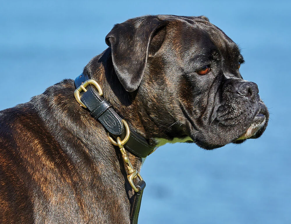 Padded Leather Dog Collar