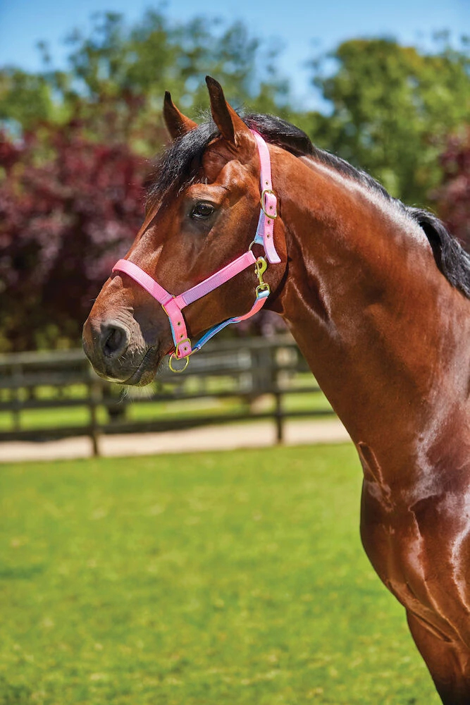 Mermaid Headcollar