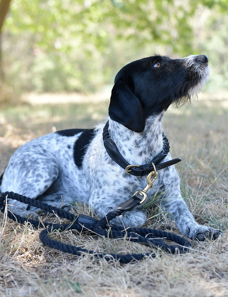 Rope Dog Lead