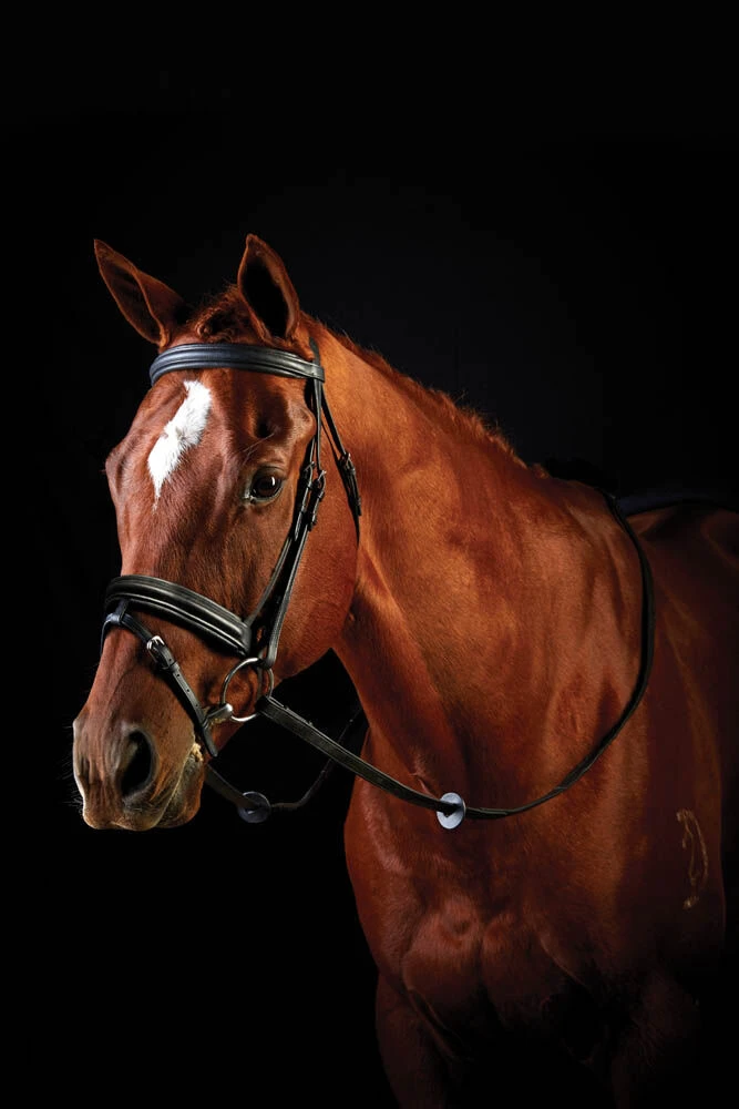 Padded Flash Bridle III