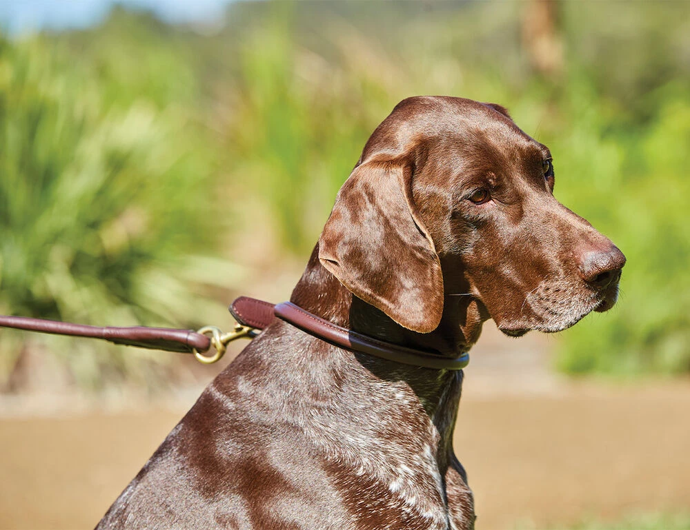 Rolled Leather Dog Collar
