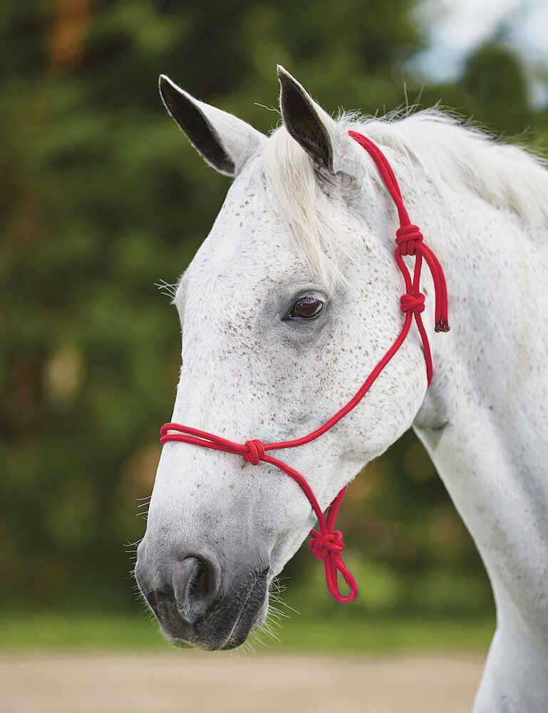Nylon Rope Headcollar