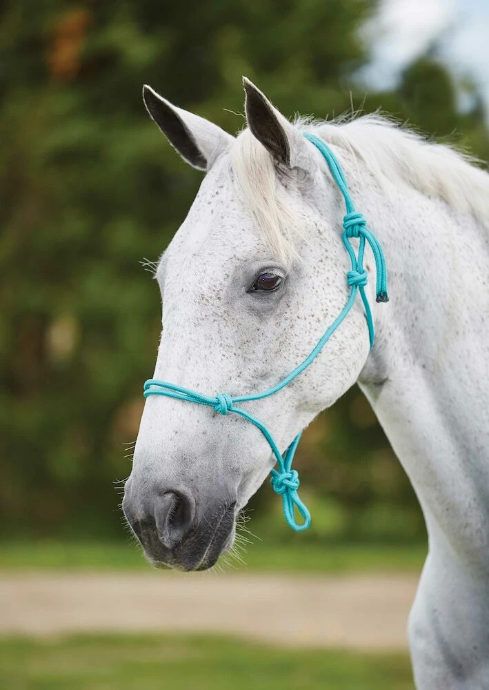 Nylon Rope Headcollar