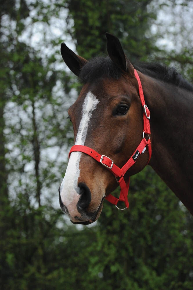 Buy Economy Headcollar Online - SAXON