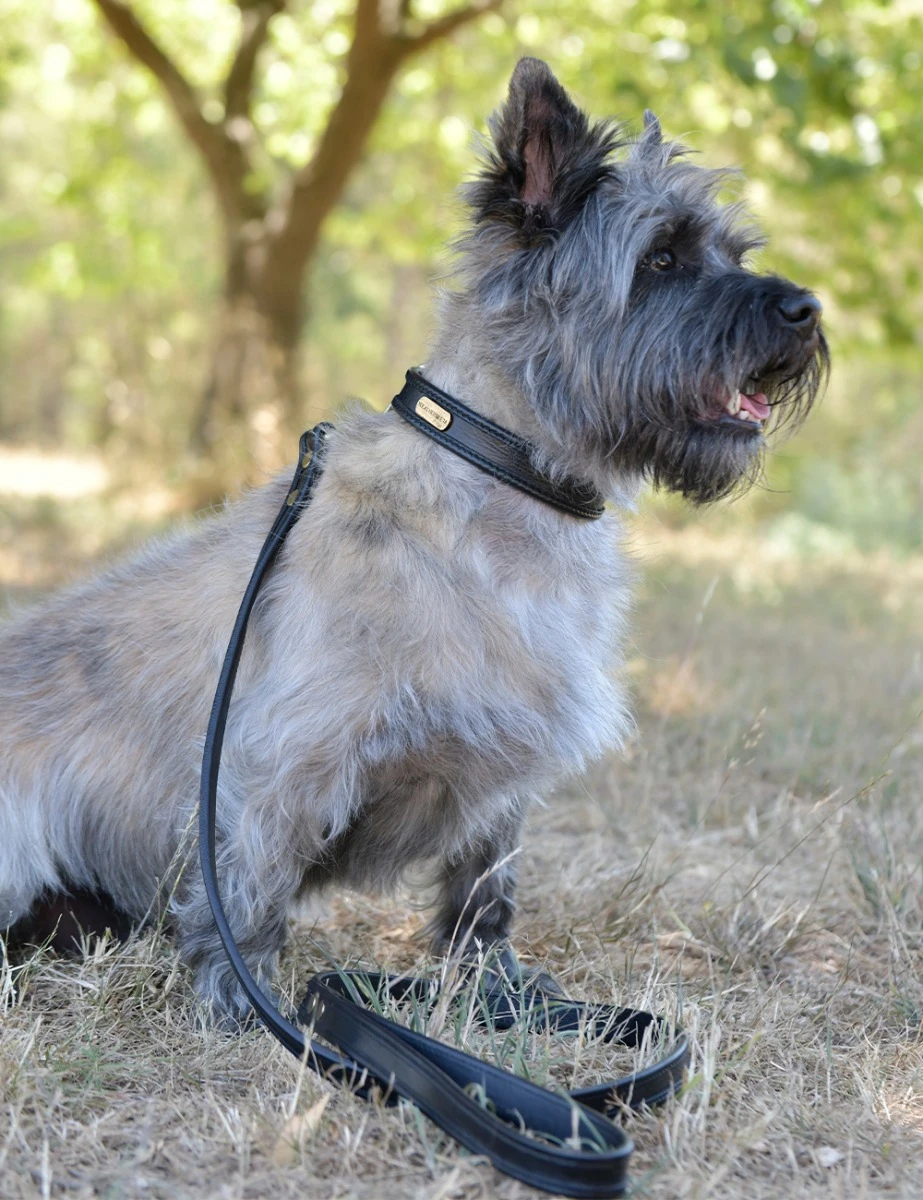 Two Toned Leather Dog Collar