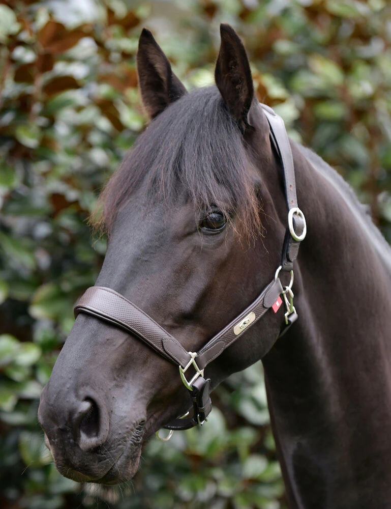 Anatomical Headcollar
