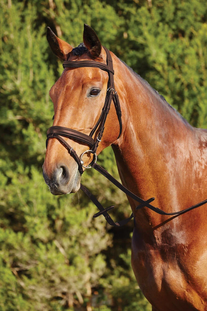 Soft Padded Headpiece Flash Bridle
