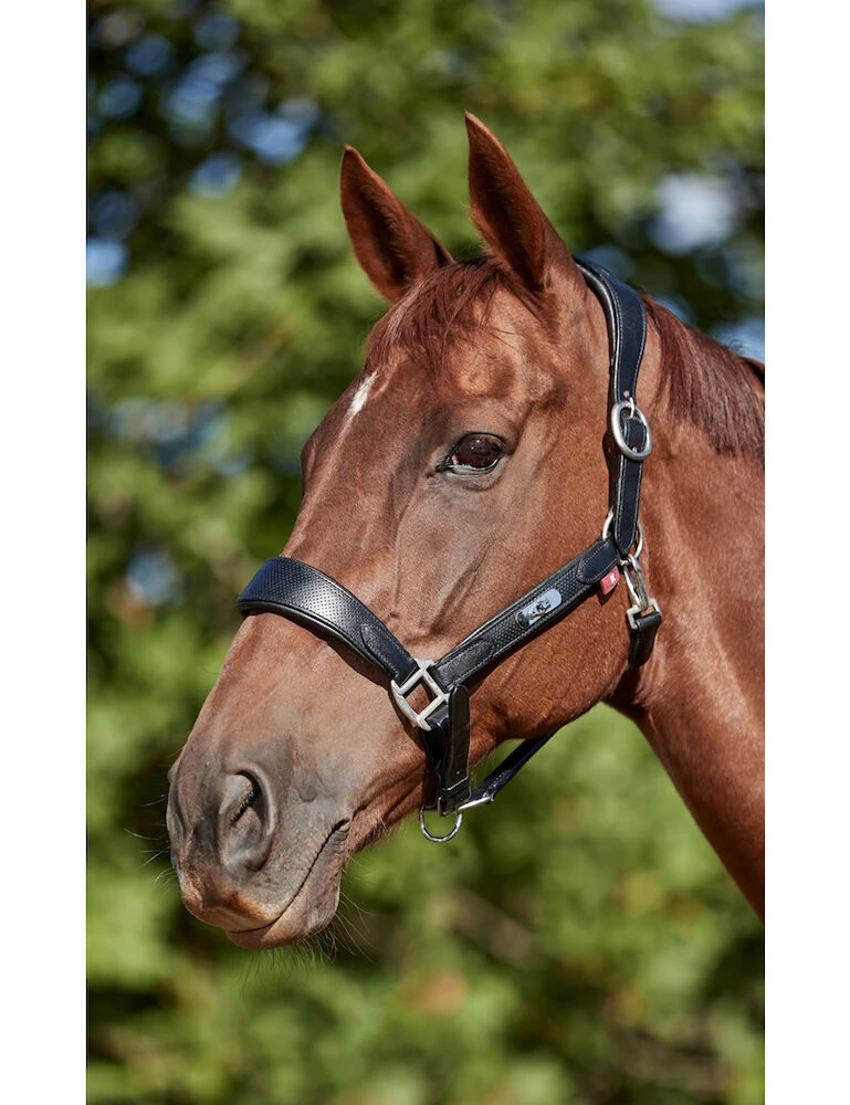 Anatomical Headcollar