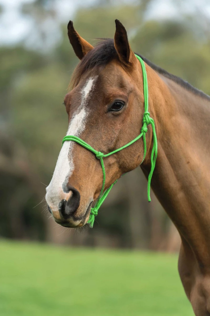 Nylon Rope Headcollar