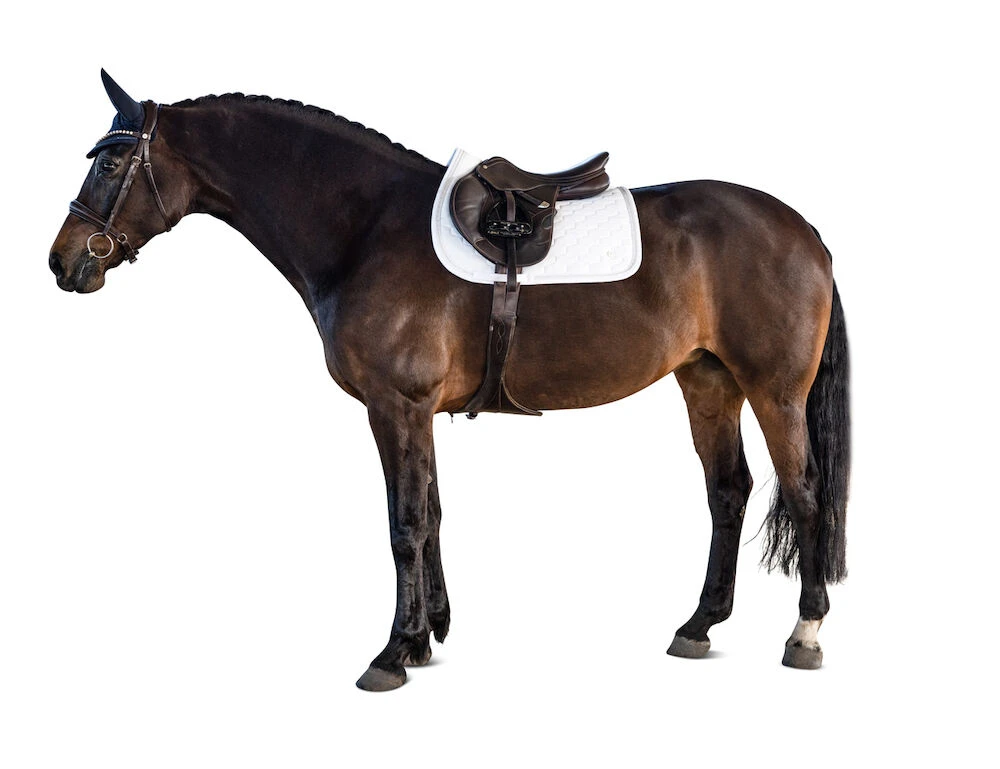 Classic All Purpose Saddle Pad