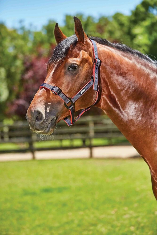 Coordinate Headcollar