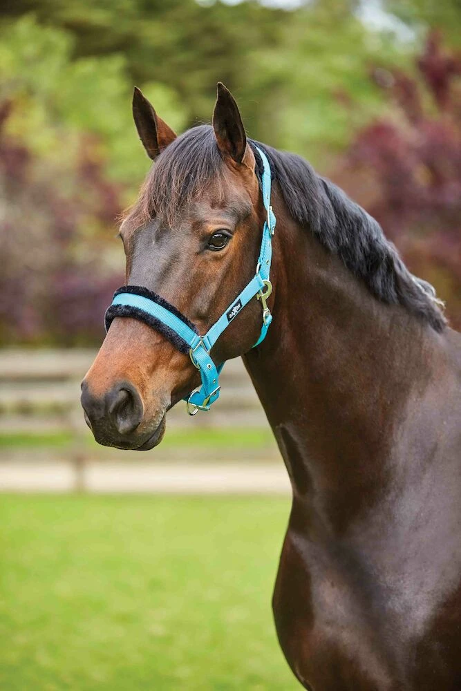 Element Fleece Headcollar