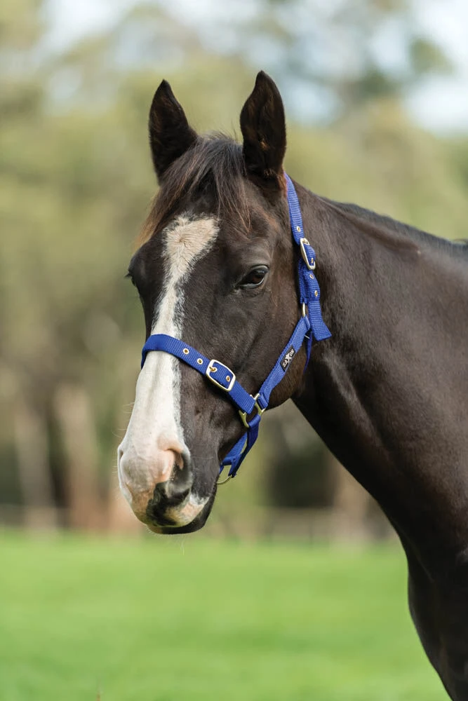 Nylon Brass Buckle Headcollar