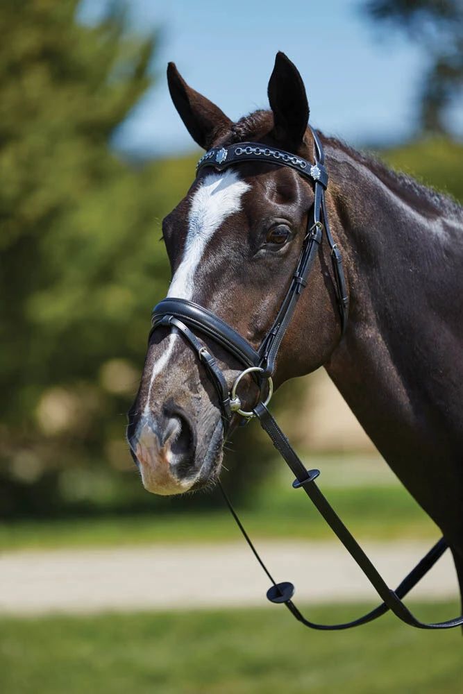 Chain Flash Bridle
